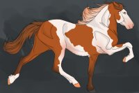 View topic - #4105 Chestnut Splash Tabino - Chicken Smoothie