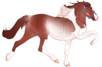 View topic - #6497 Chestnut Rabicano Splash Tobiano - Chicken Smoothie