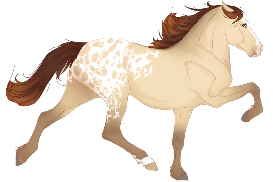 View topic pearl buckskin blanket appaloosa Chicken Smoothie