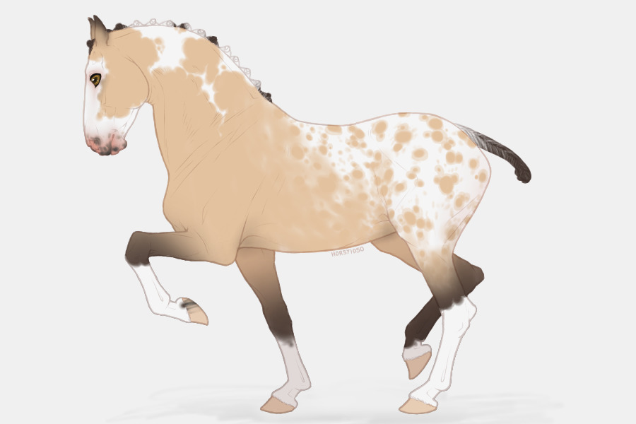 View topic Buckskin tobiano blanket appaloosa pintaloosa Chicken Smoothie