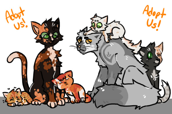 Cat adoptables hot sale