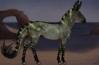 View topic - Senegal Zebra Adopt #1188 - Chicken Smoothie