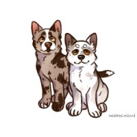 View topic - Stillehond Litter #004 - Chicken Smoothie