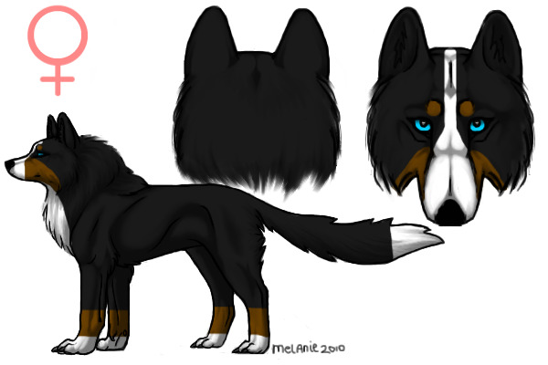 View topic Bernese Mountain Dog Wolf Chicken Smoothie