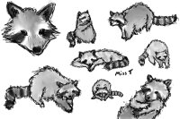 View topic - Raccoon sketches - Chicken Smoothie