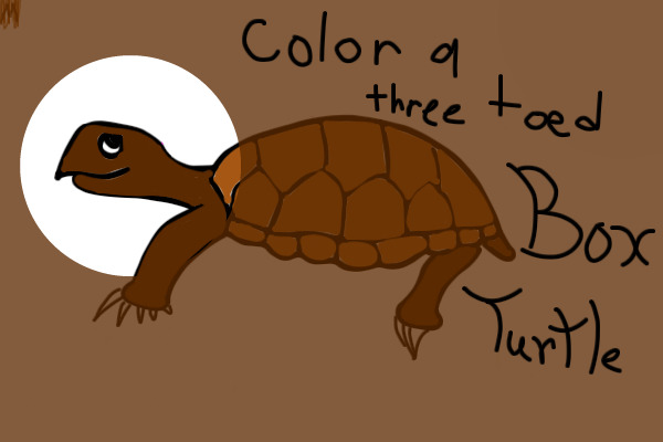Color a (Three Toed) Box Turtle