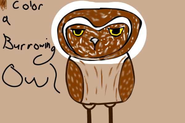 Color a (Burrowing) Owl