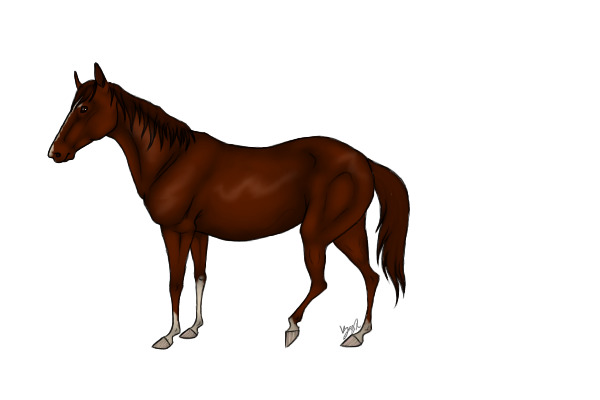 Adoptable Horses