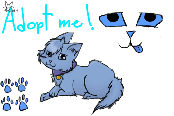Meow Adopts