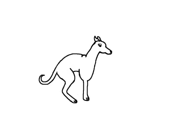 FREE Greyhound adopt's!!!