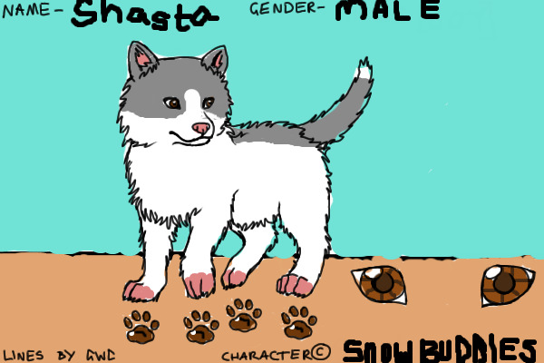 Shasta the Husky Pup!