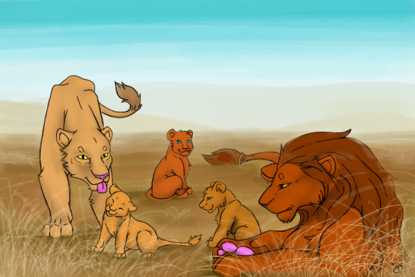 Lion family