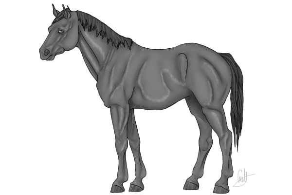 Horse Conformation Pose