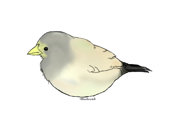 Colour-in birdy c: