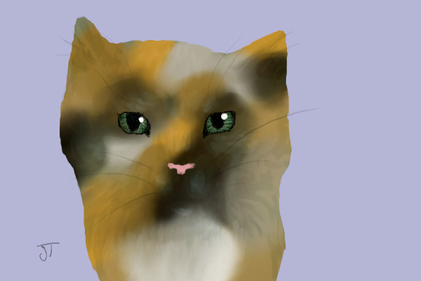 calico cat