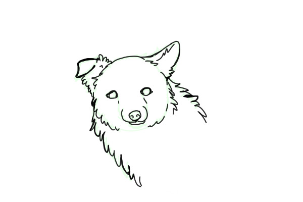 Australian Shepherd Sketch