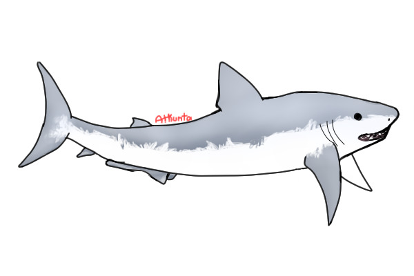 Great White Shark Adopt