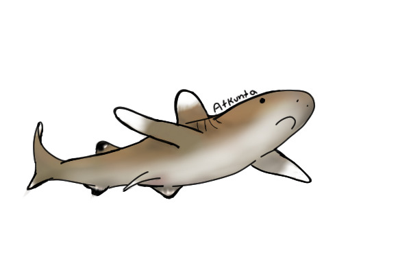 Oceanic Whitetip Shark Adopt