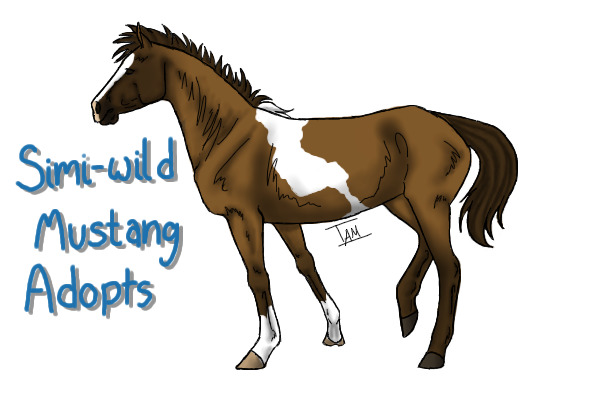 Bayside's Simi-wild Mustang Adoptables