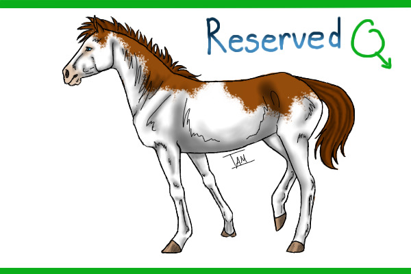 From Mare 3: chestnut splash colt