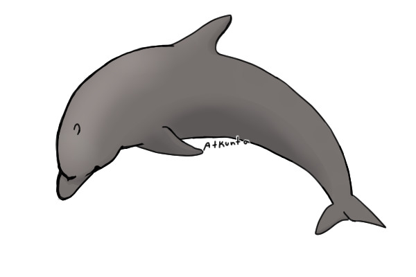 Bottlenose Dolphin for Atkunta