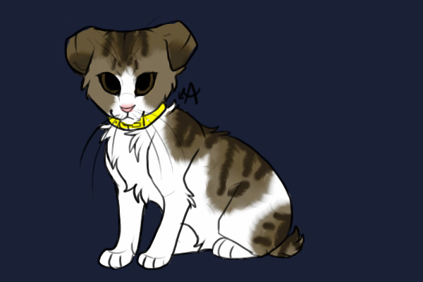 Scottish Fold Kitten w/ White and Bobbed Tail