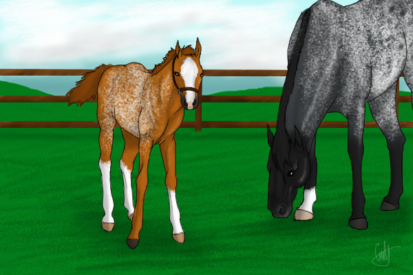 Lil'Ol'Cowgirl's Colt