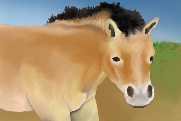 Przewalski Mix