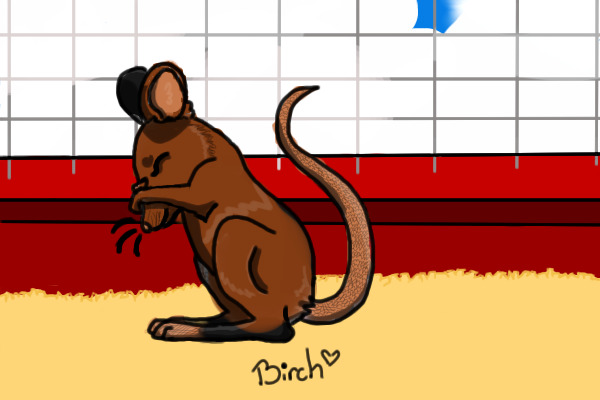coloured in rat
