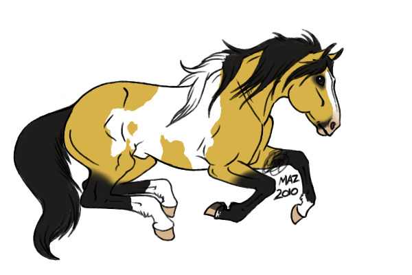 Bucksin Pinto