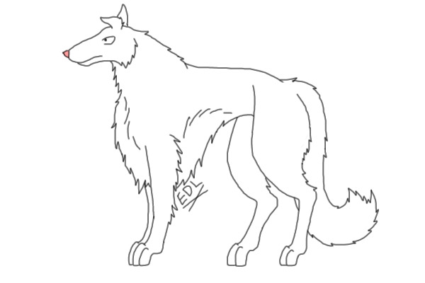 Female Borzoi 1