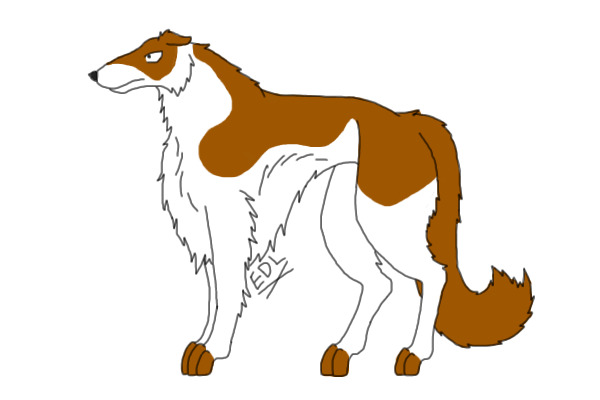 Borzoi 1