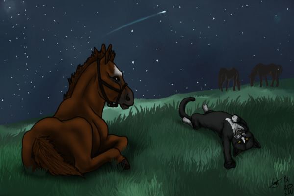 Midnight Pasture