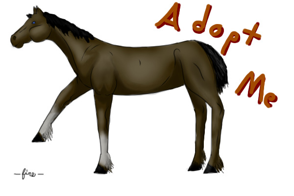 DCH Mare Up For Adoption
