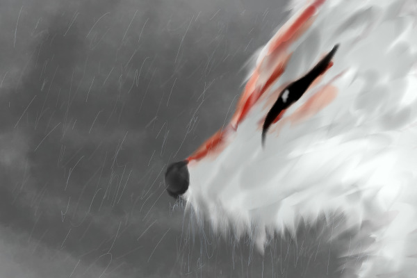 Wolf in The Rain - Okami