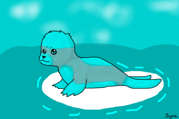 Baby Seal on an Ice Chunk