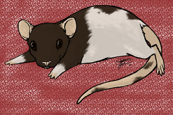 Rattie c: