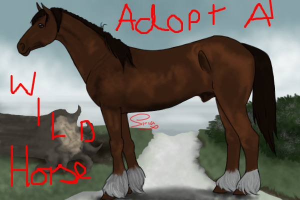 Adopt A Wild Horse!