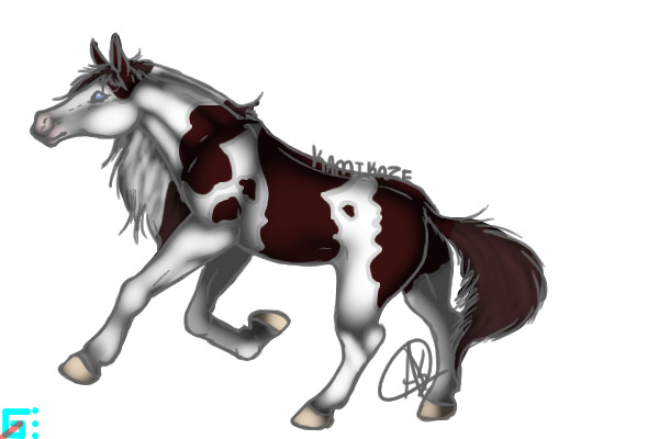 Entry no.1 - Cherry Bay Classic Tobiano Medicine Hat