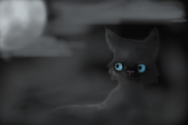 Black cat in the Night