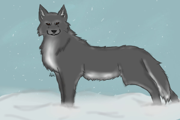Wolf in the Snow