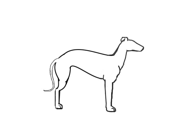 Italian Greyhound