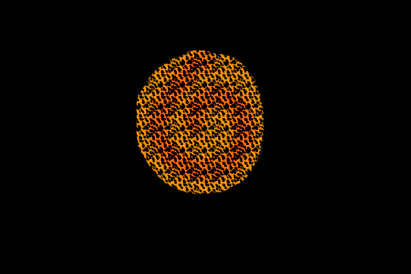 Talongei Egg