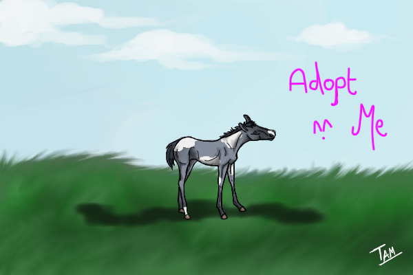 Adopt a growing foal! Free!
