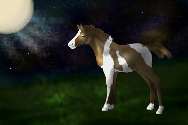Foal in night.