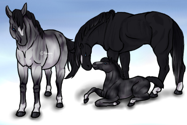 Horse Family