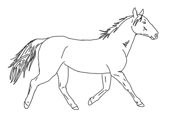 Horse lines (comments?)