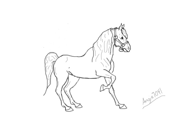 Arabian horse