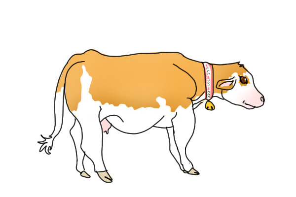Heidi- my new cow character
