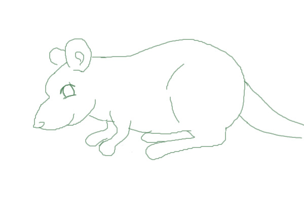 Sketch for a contest rat